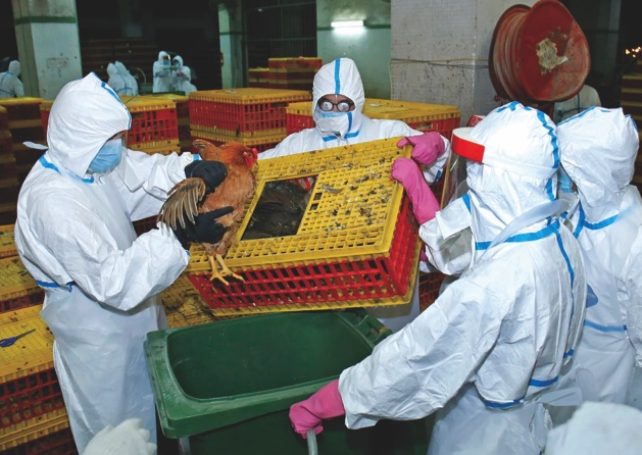 8,000 chickens culled as bird flu found in Iao Hon market, Macau