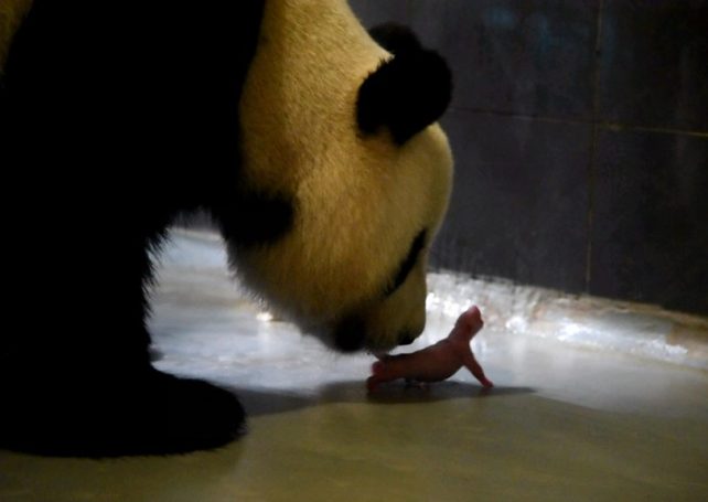 First-ever ‘made in Macau’ pandas born