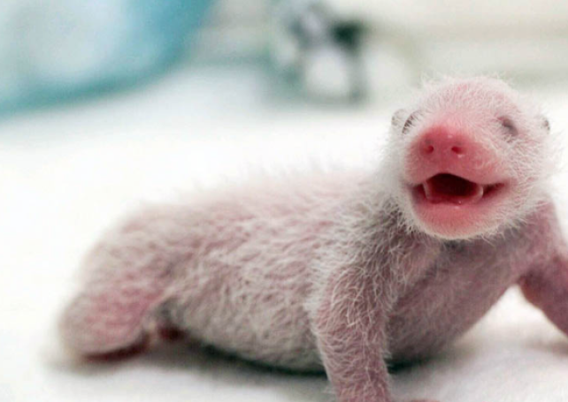 Macau’s born panda cubs get infant names