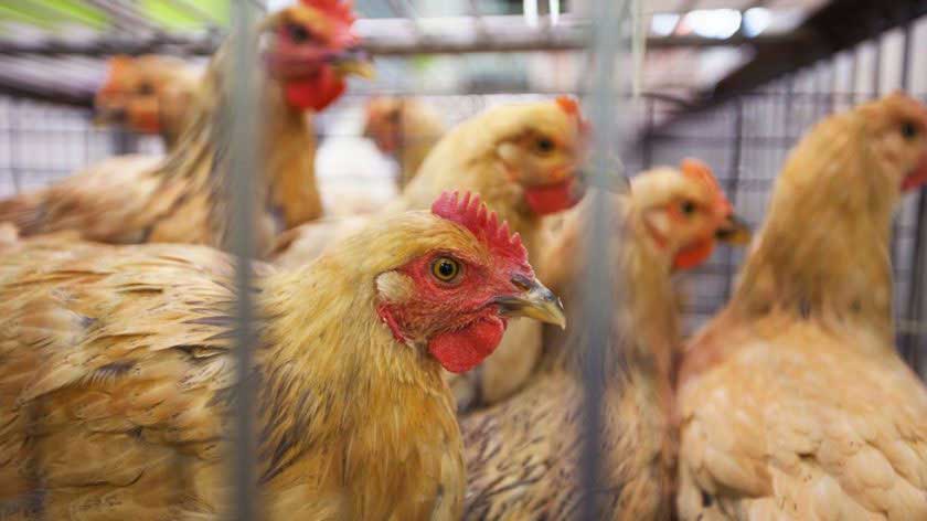 Live poultry sales in Macau may resume on Thursday