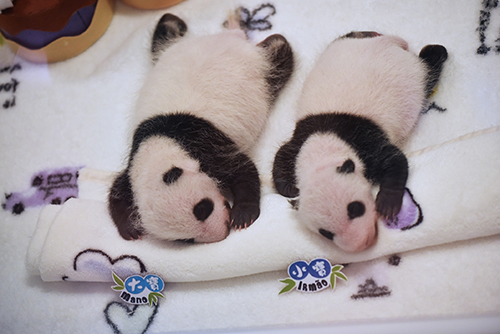 Macau’s panda twins grow well
