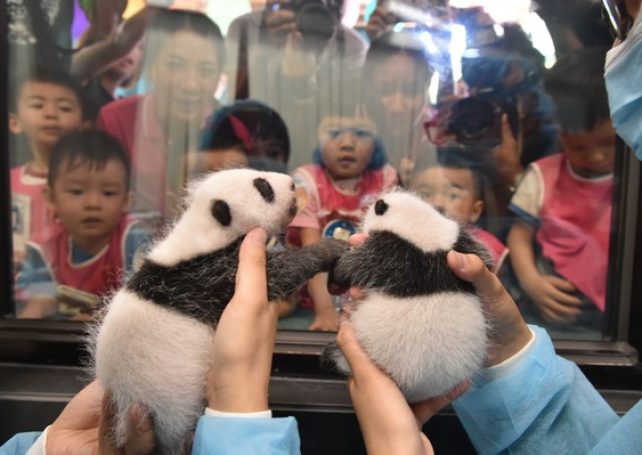 Panda twins to be named by Macau residents