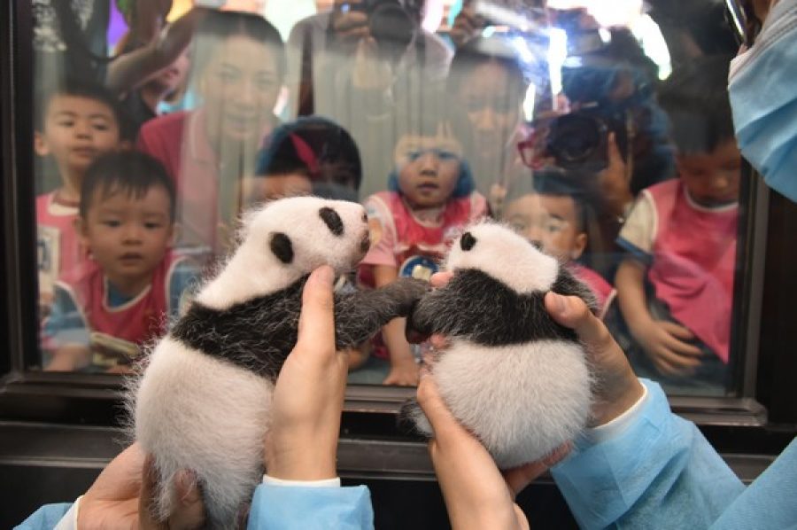 Panda twins to be named by Macau residents