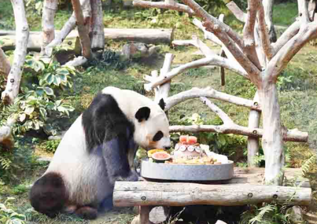 Panda papa Hoi Hoi celebrates his 8th birthday in Macau