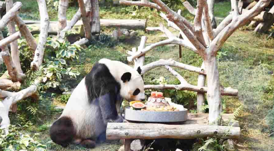 Panda papa Hoi Hoi celebrates his 8th birthday in Macau