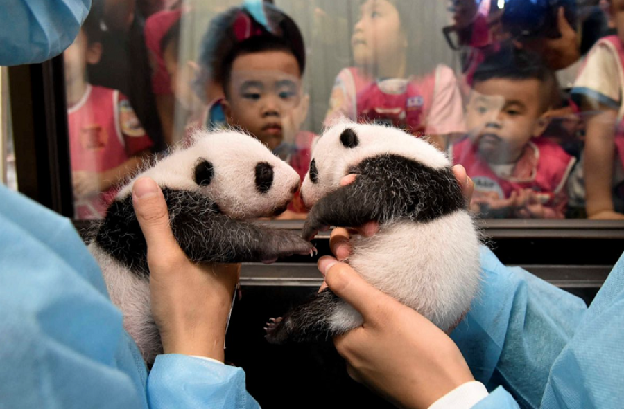 Macau government names panda twins Kin Kin & Hong Hong