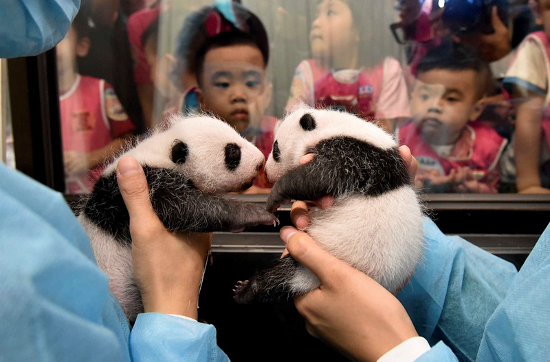 Macau government names panda twins Kin Kin & Hong Hong