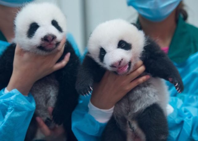 Macau government to celebrate panda twins’ 100-day birthday