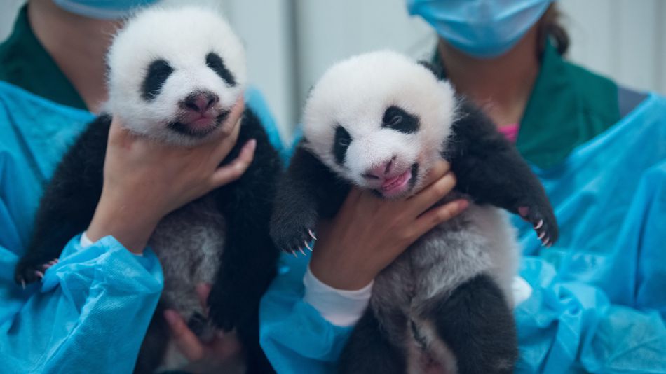 Macau government to celebrate panda twins’ 100-day birthday