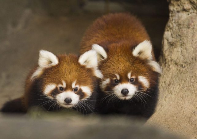 Red panda pair undergoing quarantine in Macau