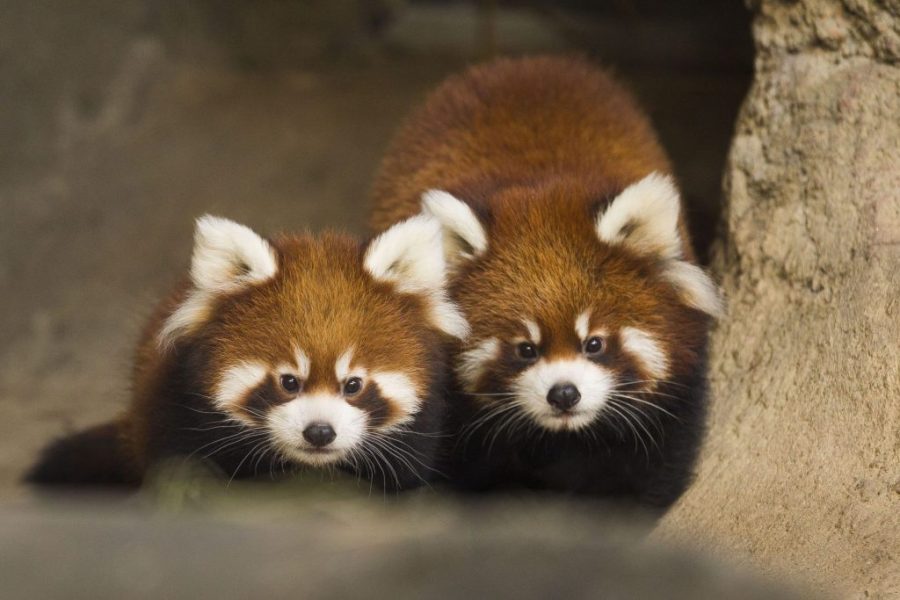 Red panda pair undergoing quarantine in Macau