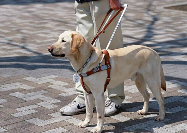 Macau government to study the introduction of guide dogs