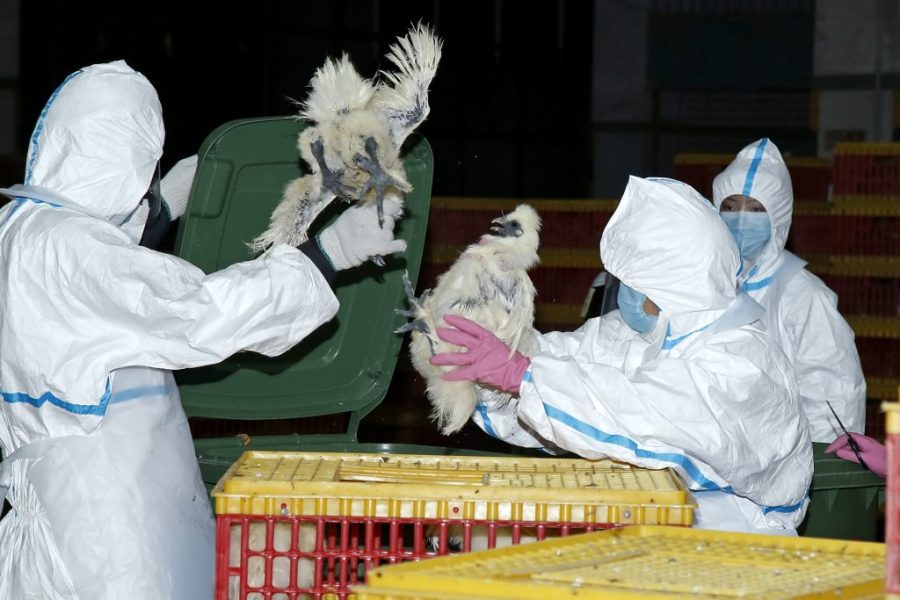 Wife of city’s 1st human bird flu victim in Macau tests negative 