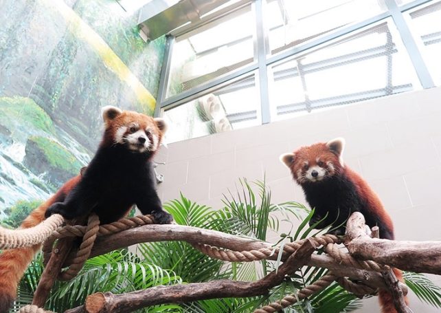 Macau’s red pandas make their first public appearance