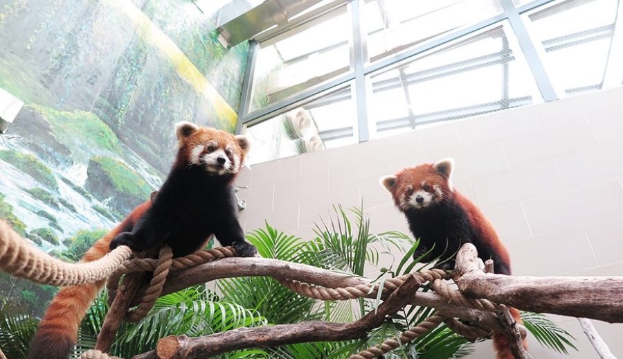 Macau’s red pandas make their first public appearance