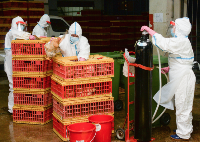 Live poultry sales in Macau won’t be resumed “until it’s safe”