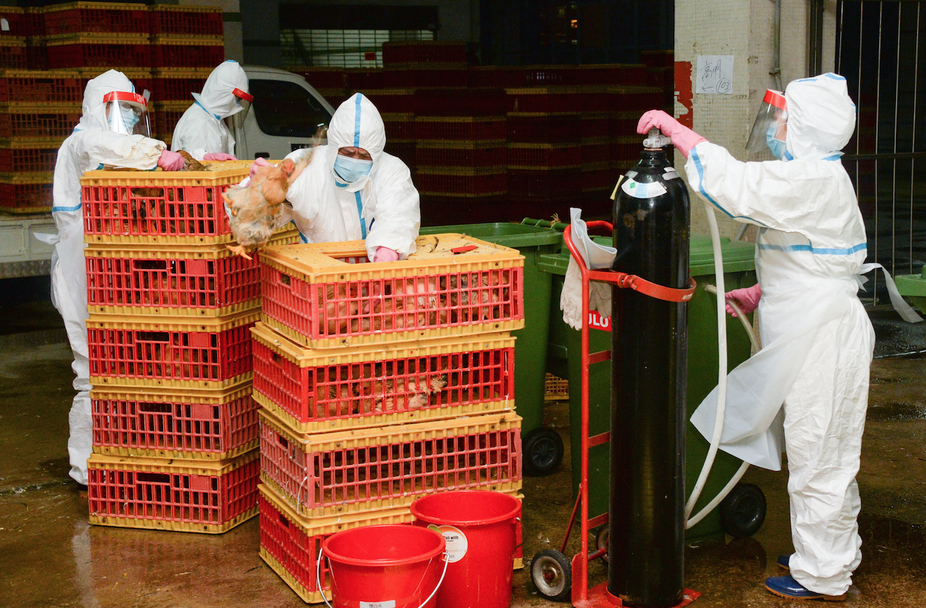 Live poultry sales in Macau won’t be resumed “until it’s safe”