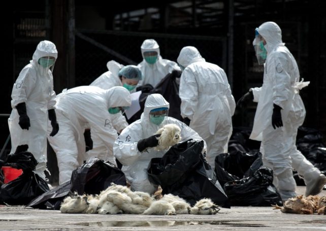 72-year-old woman tests positive for H7N9 in Macau