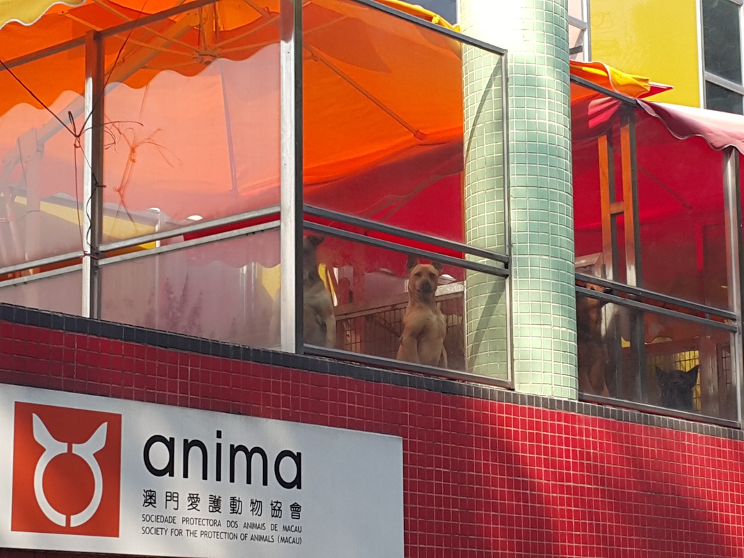 Anima plans sending Macau’s greyhounds to Portugal