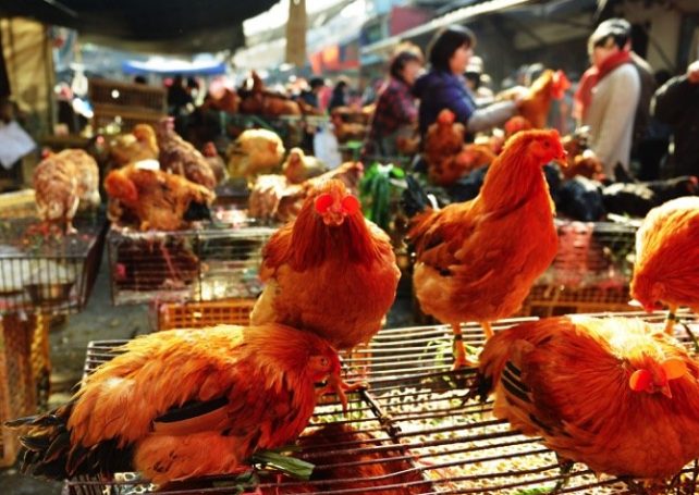 Government bans live poultry sales from today