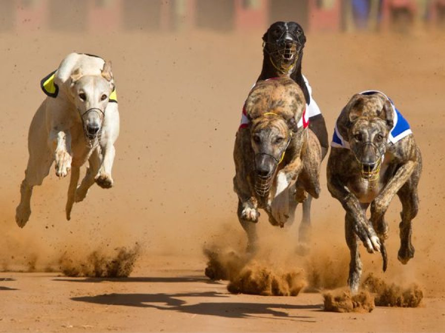 Anima wants dog racetrack for a year
