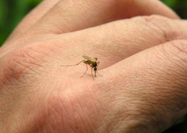 Local dengue cases rise to three
