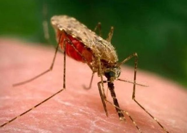 Goverment confirms imported malaria, dengue cases