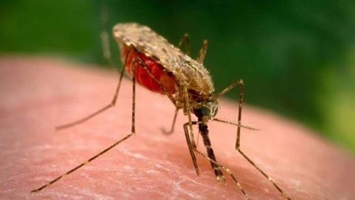 Goverment confirms imported malaria, dengue cases