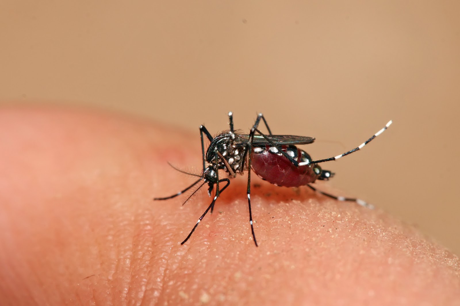 First local dengue case this year confirmed