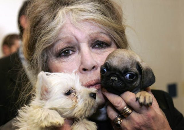Brigitte Bardot urges CE to ‘save’ greyhounds