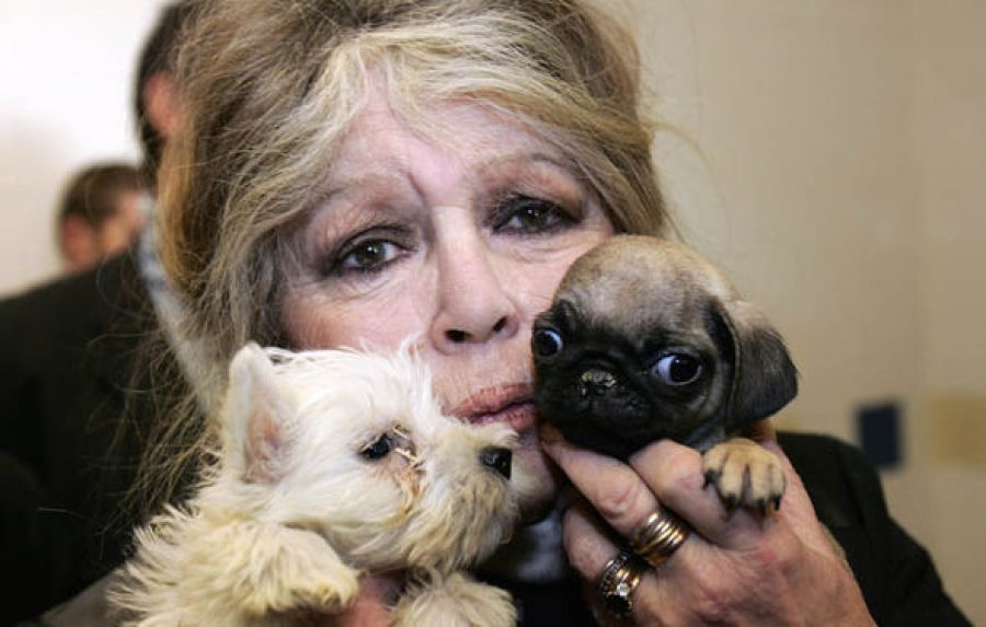 Brigitte Bardot urges CE to ‘save’ greyhounds