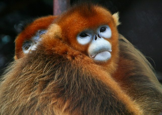 Golden monkey pair ready to meet public from Saturday