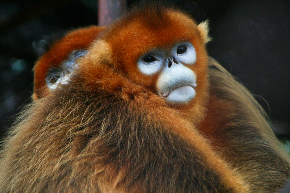 Golden monkey pair ready to meet public from Saturday