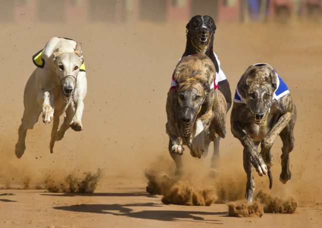 Angela Leong says she can take all greyhounds