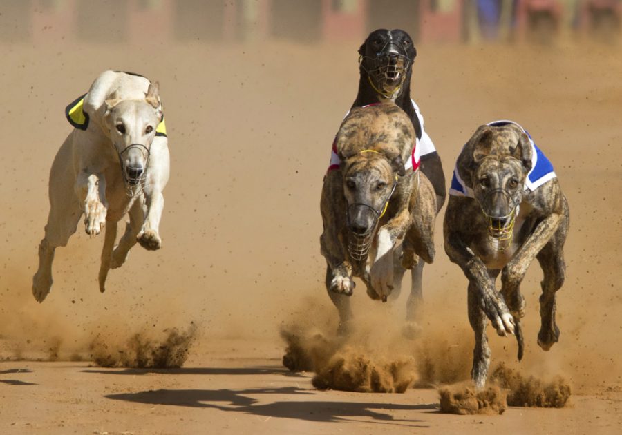 Angela Leong says she can take all greyhounds