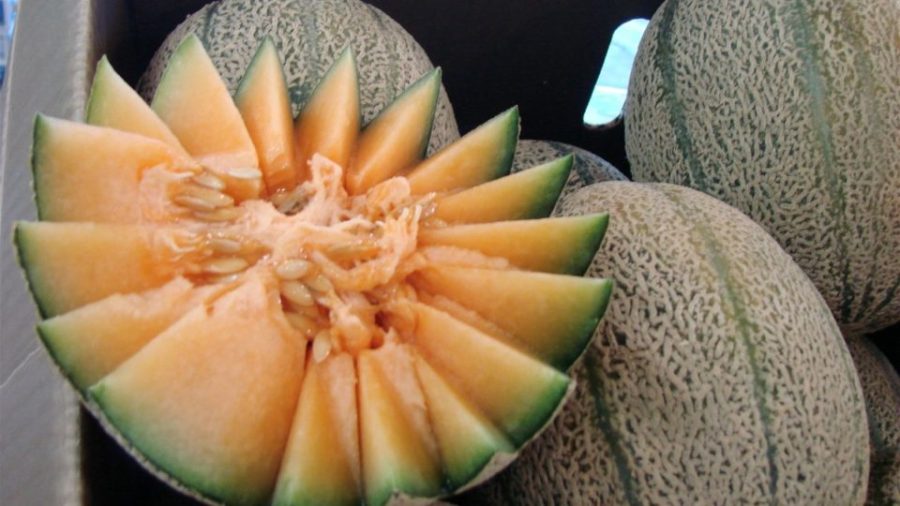 Govt recalls 26 kilos of possibly contaminated melons from Australia