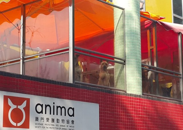 Anima may close in 6 weeks due to insufficient funds
