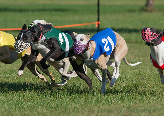 Owner given until Friday to present solution to greyhounds’ fate