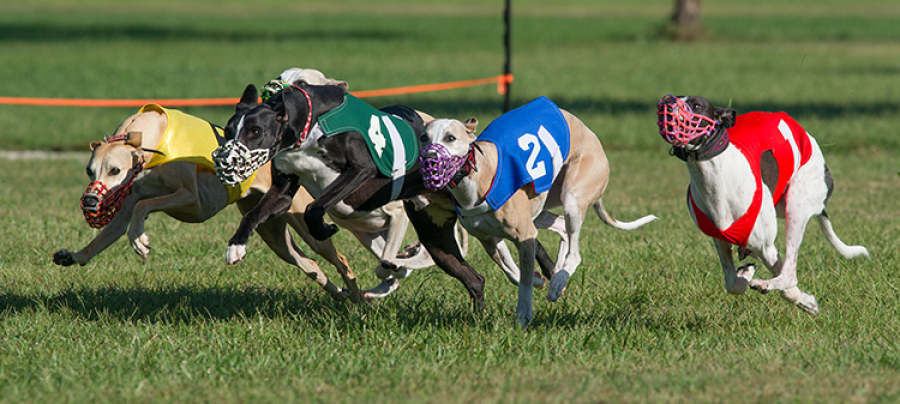 Owner given until Friday to present solution to greyhounds’ fate