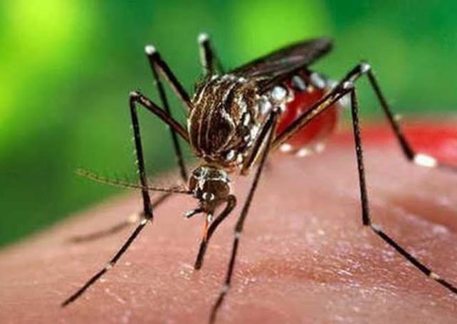 1st locally-infected dengue case this year