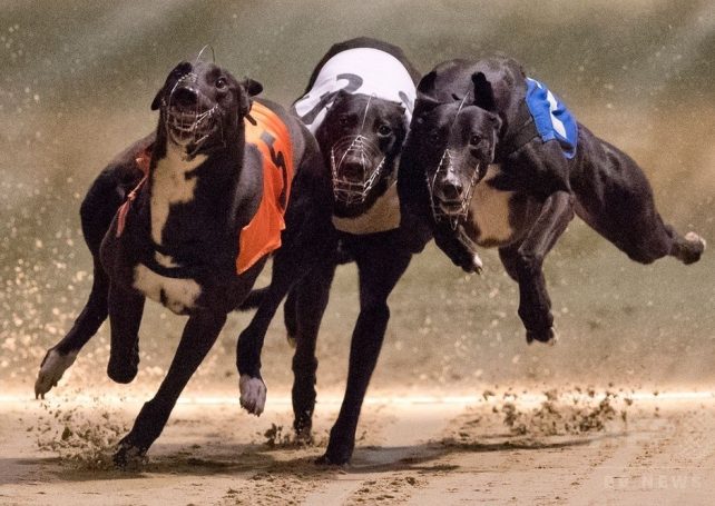 ‘Not easy’ to get all dogs adopted: racetrack operator