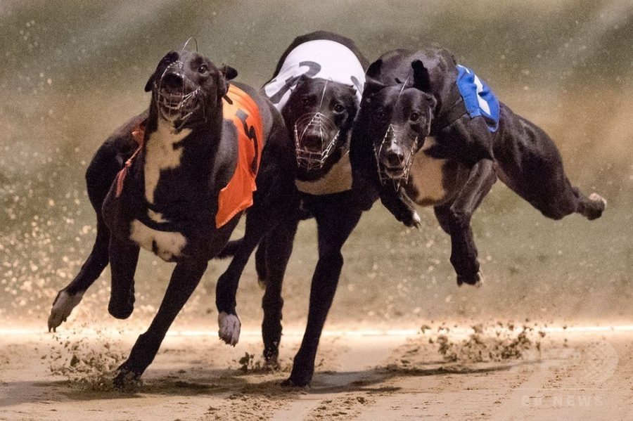 ‘Not easy’ to get all dogs adopted: racetrack operator