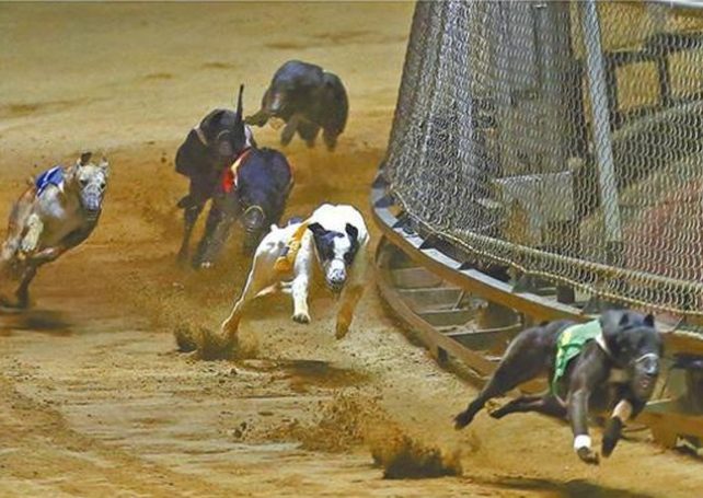 Macau, Hong Kong reach deal to facilitate greyhound adoptions