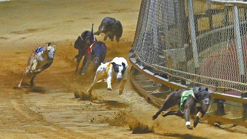 Macau, Hong Kong reach deal to facilitate greyhound adoptions