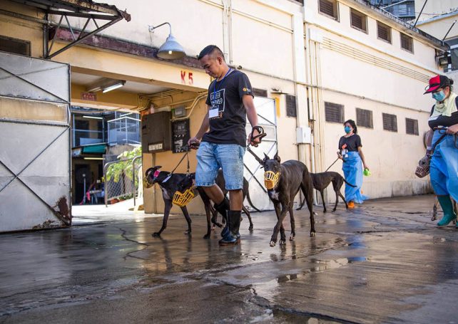 Greyhounds may be airlifted to US, Europe: Anima