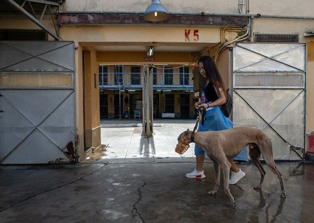 Macau greyhounds’ kennel conditions are improving: IACM  