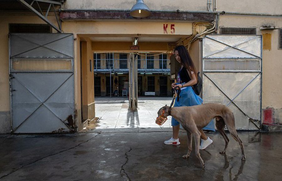Macau greyhounds’ kennel conditions are improving: IACM  