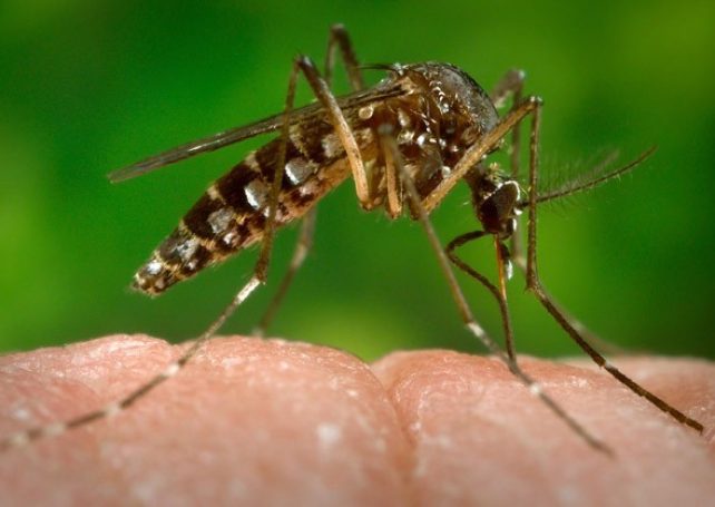 Macau Government confirms 6th imported dengue case