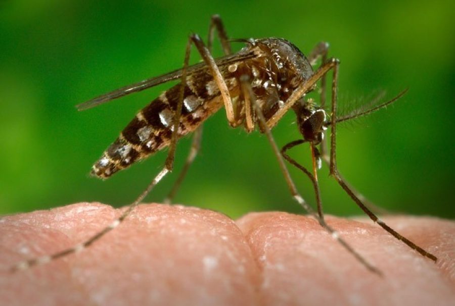 Macau Government confirms 6th imported dengue case