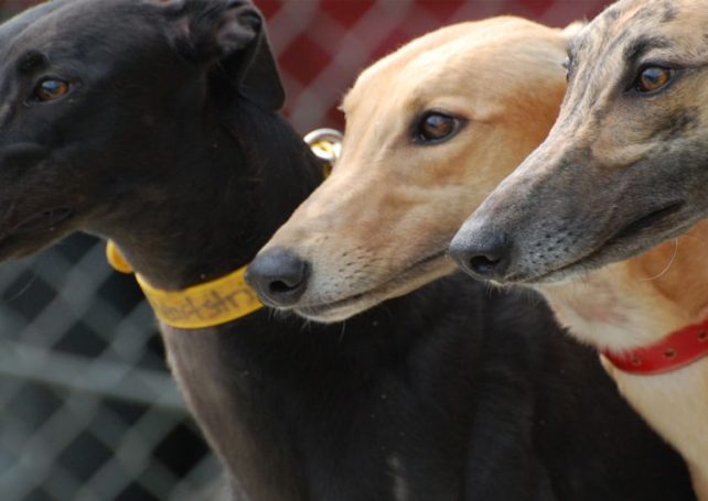 Yat Yuen tells old people’s home greyhounds will be ‘temporary neighbours’